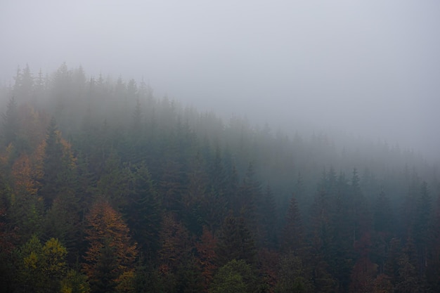 一双翅膀一个b是什么车